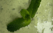 Green Sauce