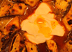 Chicken Beyti Kebab